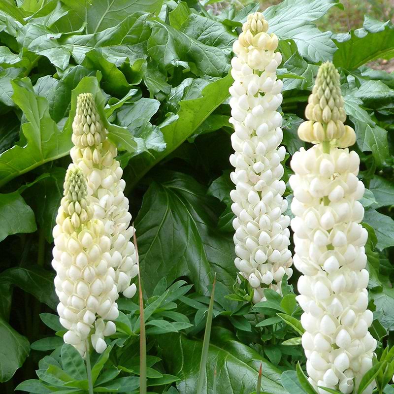  lupin Polar princess