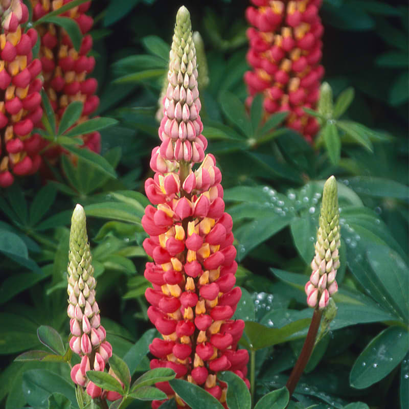 Lupin tequila Flame