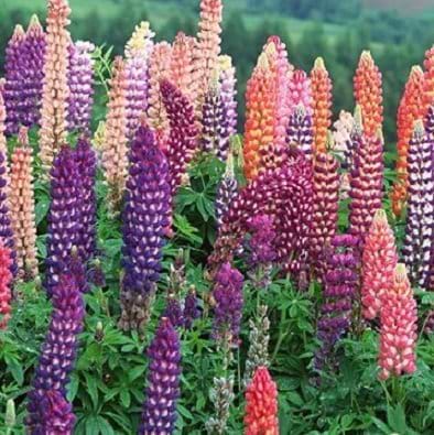 Lupin
