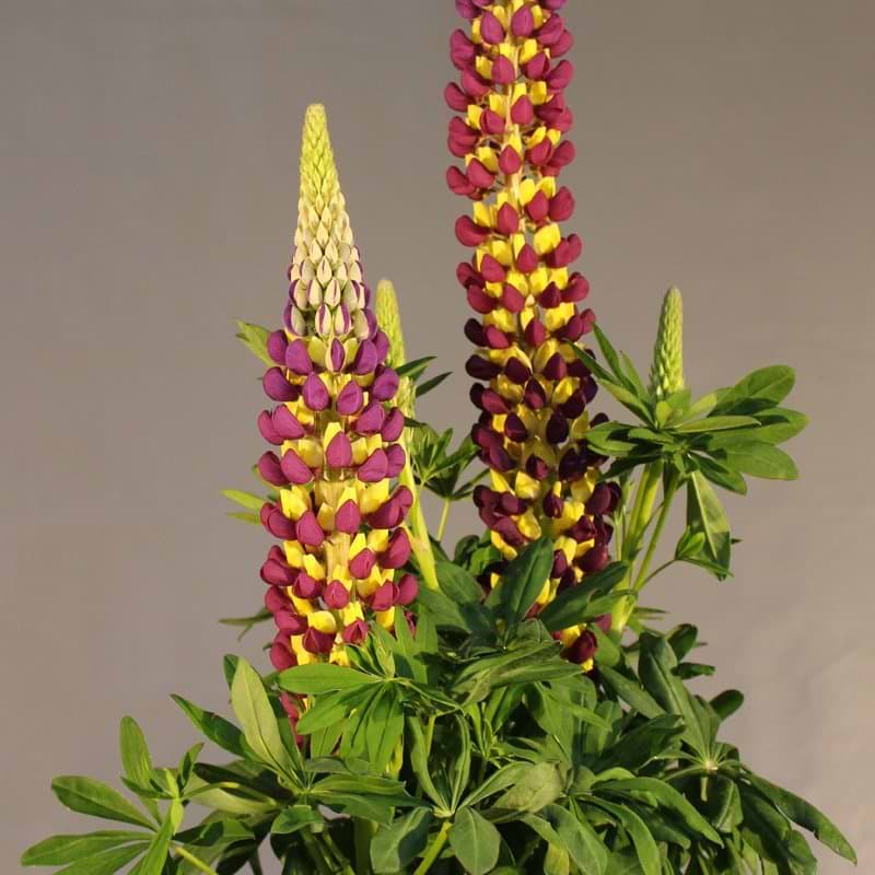 Lupin (Lupinus 'West Country Manhattan Lights') Potte 3L