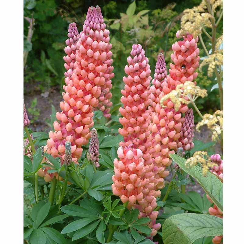 Lupinus 'Salmon Star'