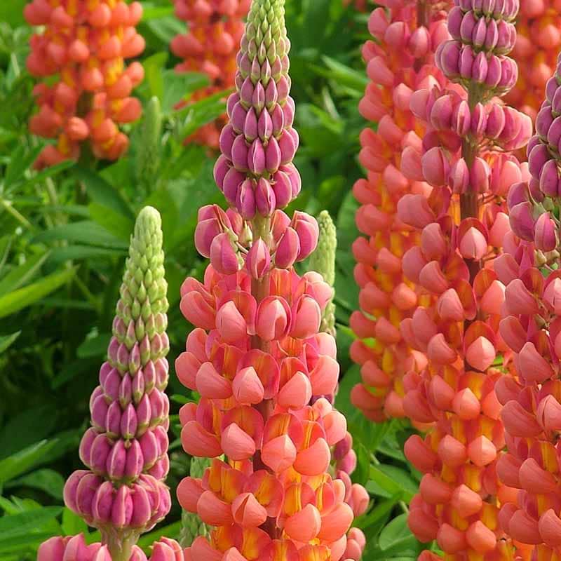 Lupin Lupinus West Country Terracotta