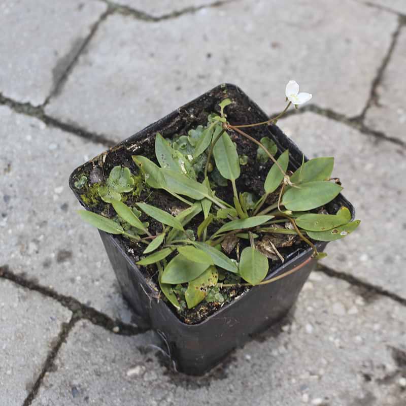 hvide vandplanter