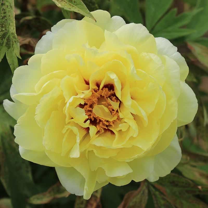 Paeonia High Noon