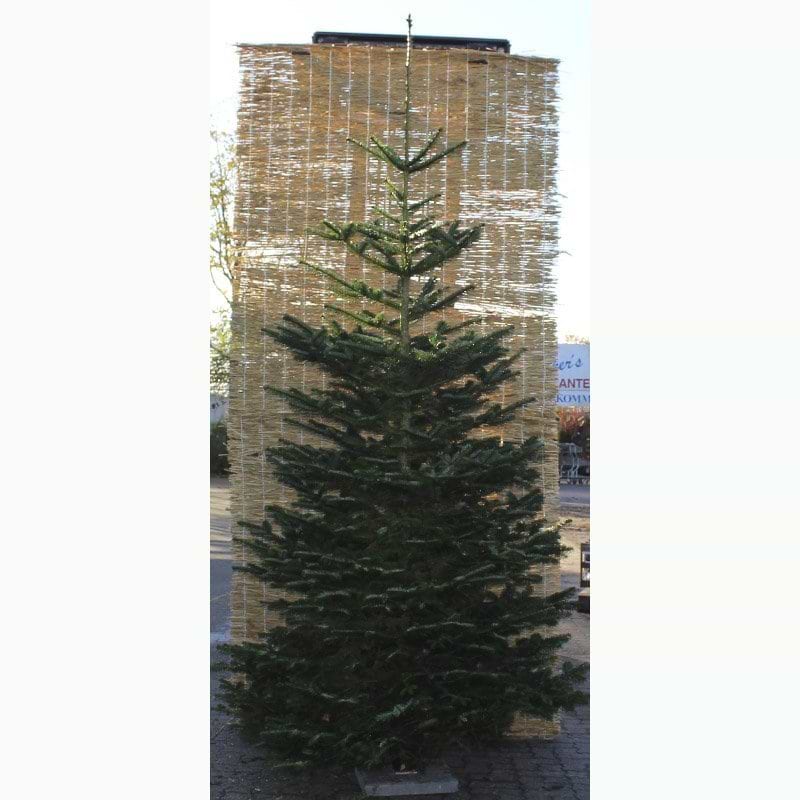 Juletræ