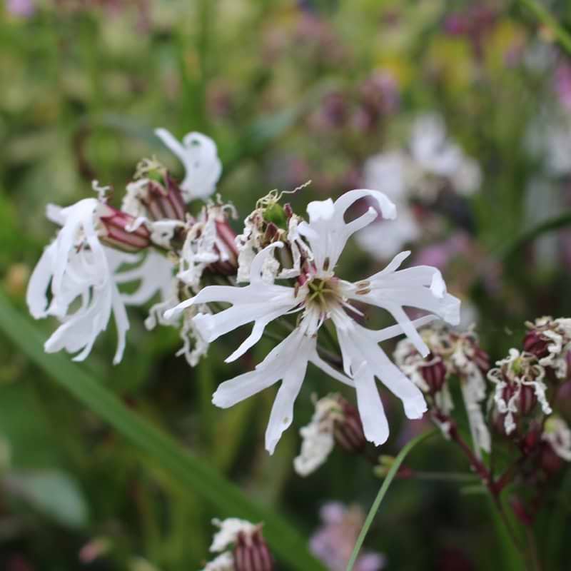 Lychnis flos-cuculi Alba