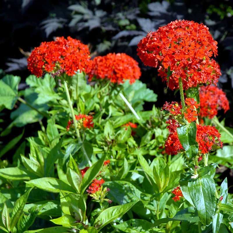 Brændende kærlighed rød lychnis