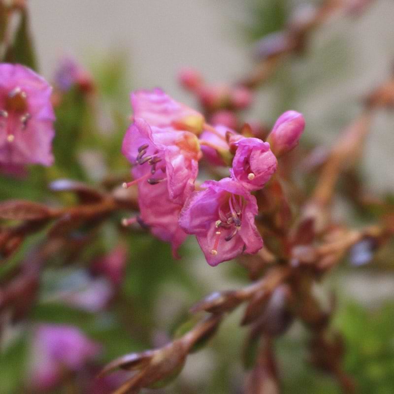 X phylliopsis blomst
