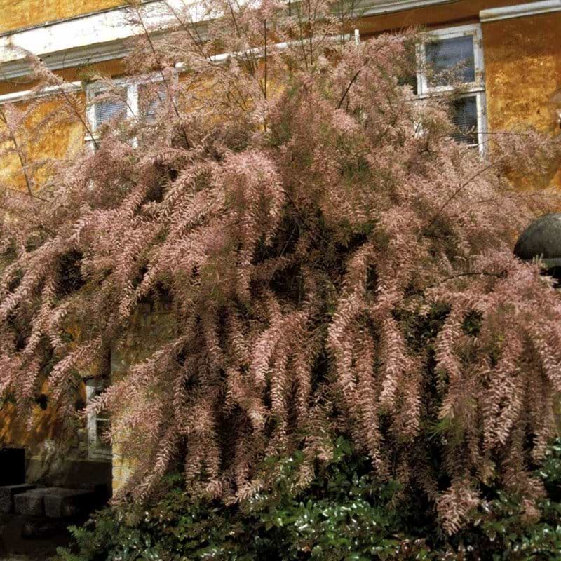 Tamarisk ramosissima busk