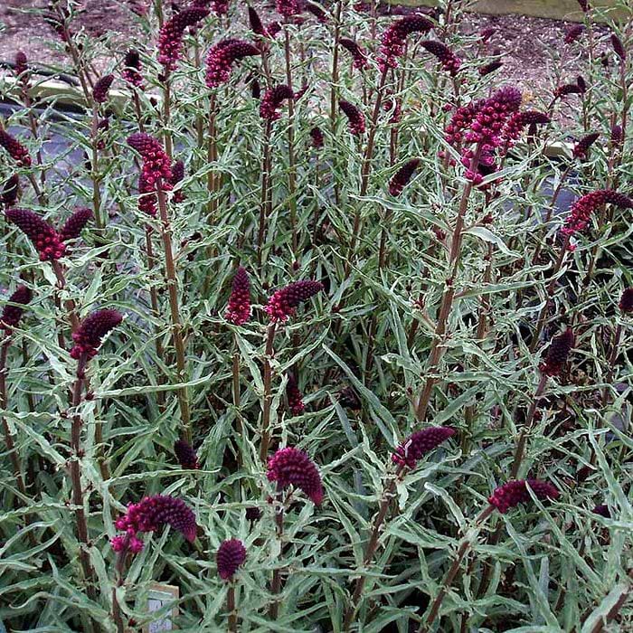 Fredløs (Lysimachia atropurpurea) - flere varianter