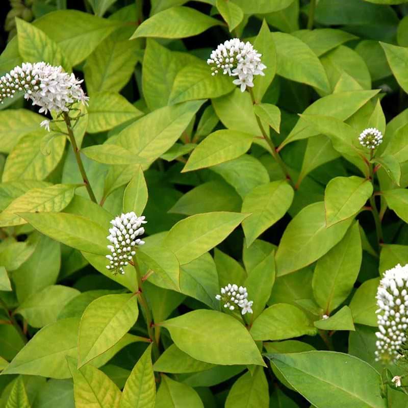 Hvid fredløs Lysimachia blomst