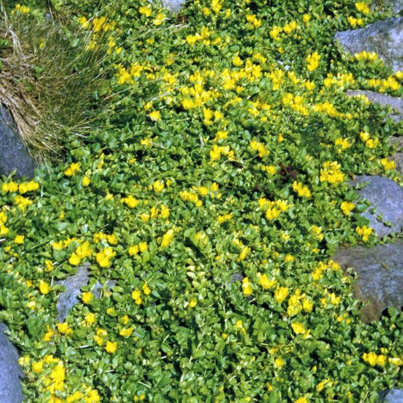 Pengebladet fredløs Lysimachia nummularia