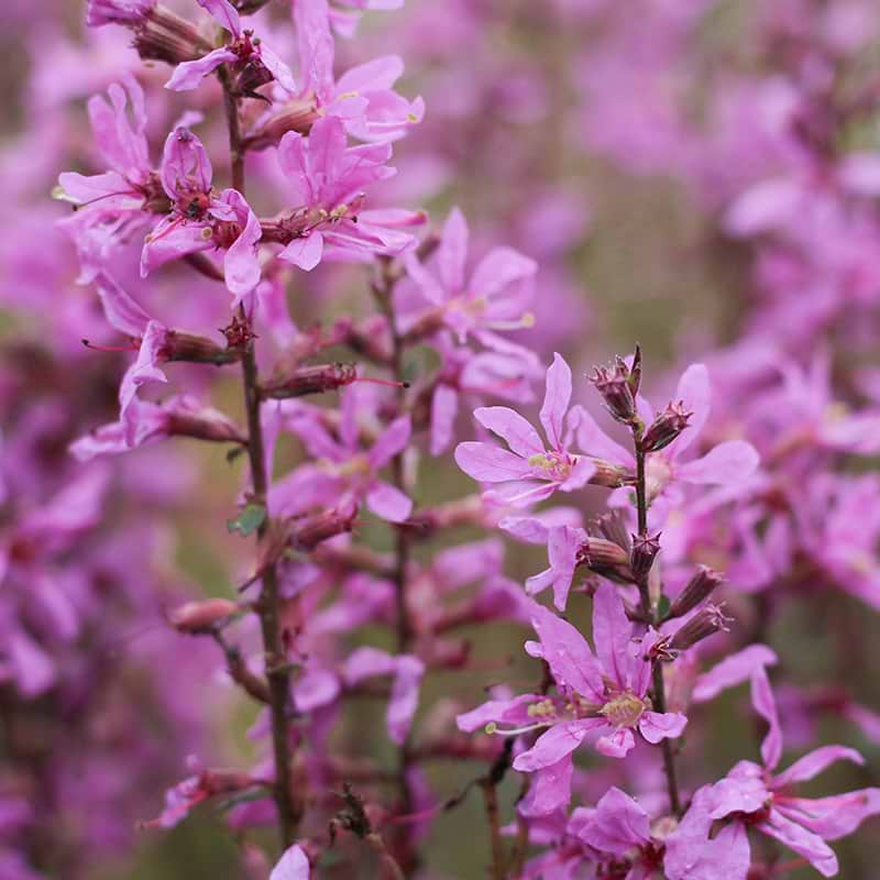 Kattehale (Lythrum virgatum 'Dropmore Purple') - Flere Varianter