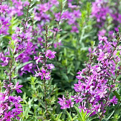 Kattehale Smalbladet (Lythrum virgatum 'Rose Queen')
