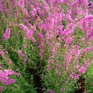 Kattehale (Lythrum sal. 'Modern Pink')