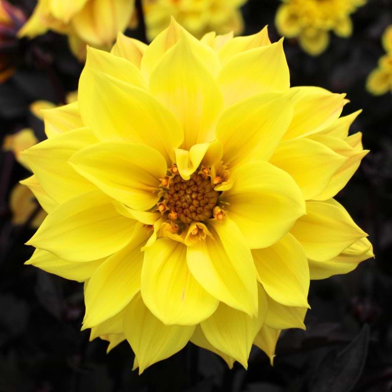 Mørkbladet Georgine (Dahlia) - Gul