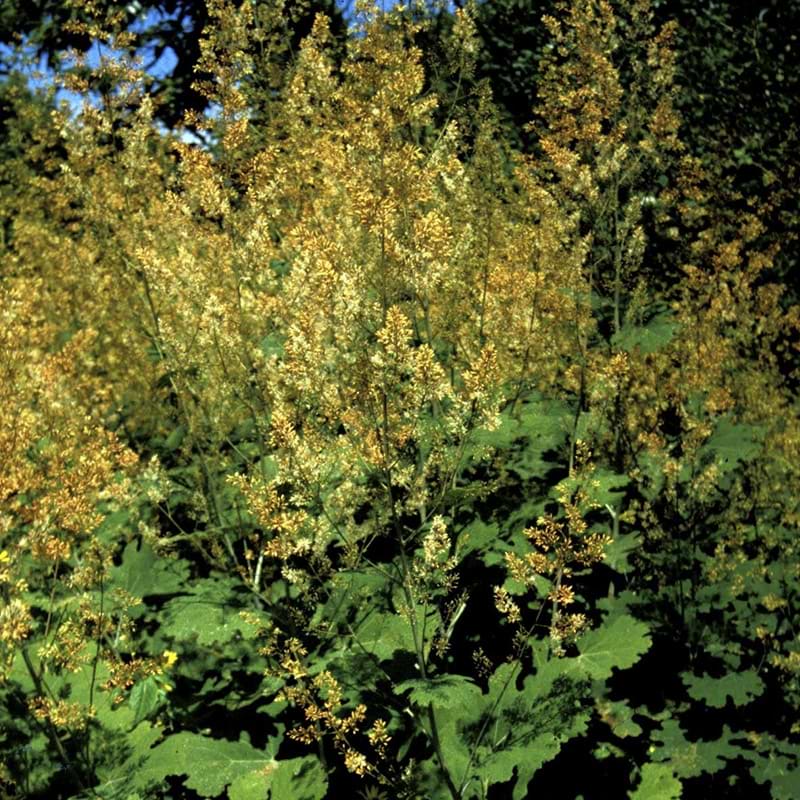 Fjervalmue