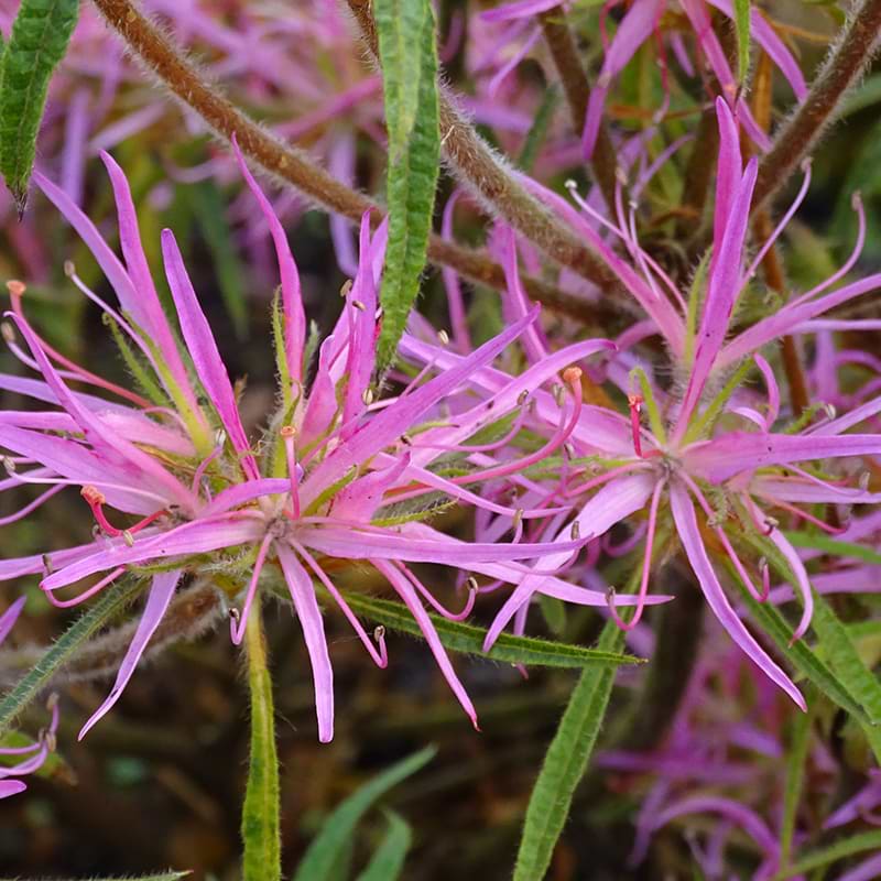 Rhododendron schönbrunn