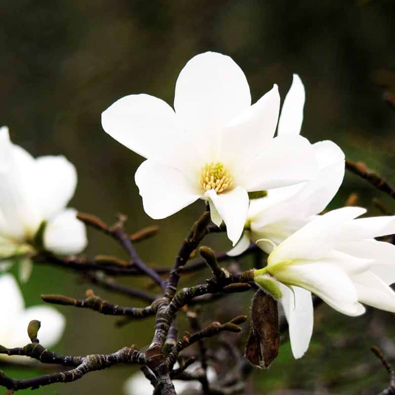 Magnolia i blomst