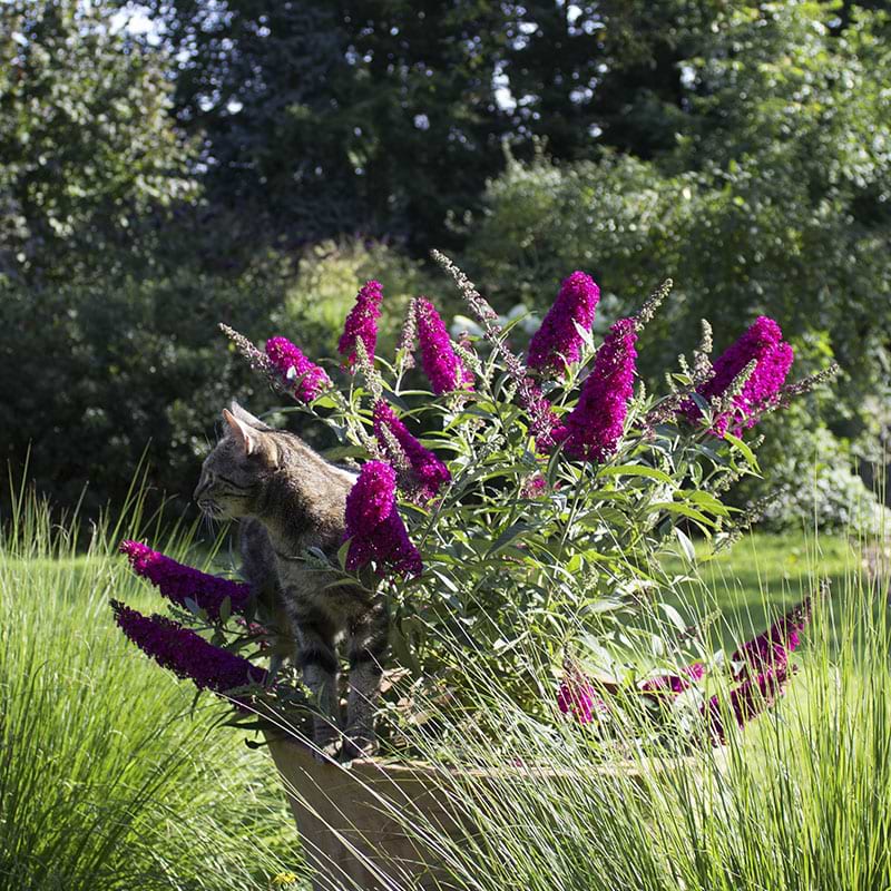 Sommerfuglebusk (Buddleja d. Summer Kids® 'Mats Magic Red') 40-60 cm