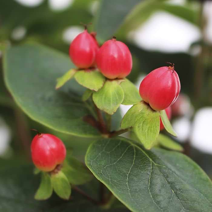 Perikon (Hypericum inod. ´Miracle Red´)