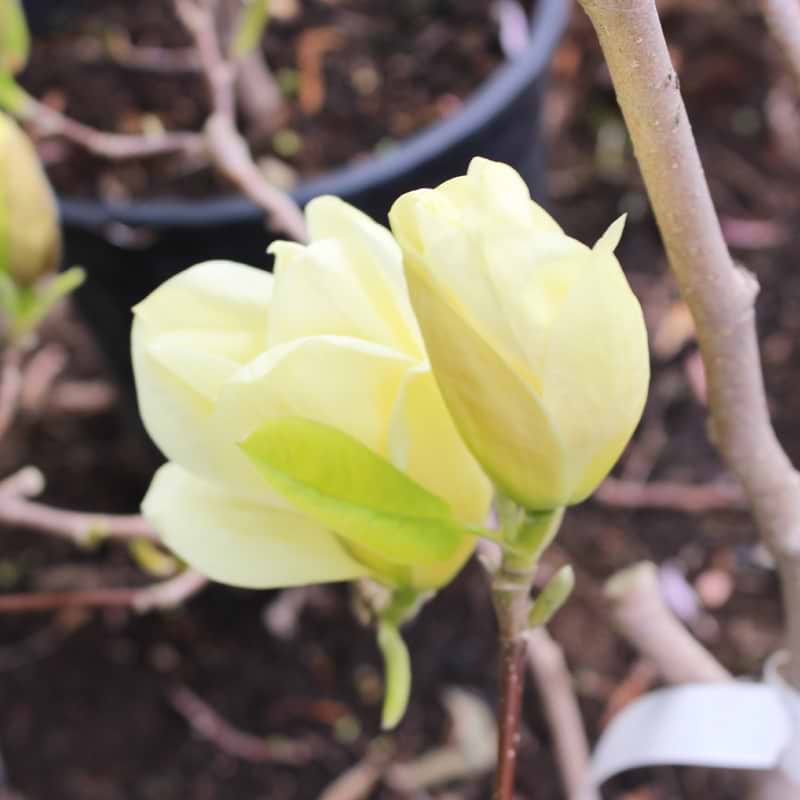 Magnolia Elizabeth i blomst