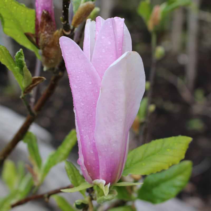 Magnolia Georg Henry Kern blomst