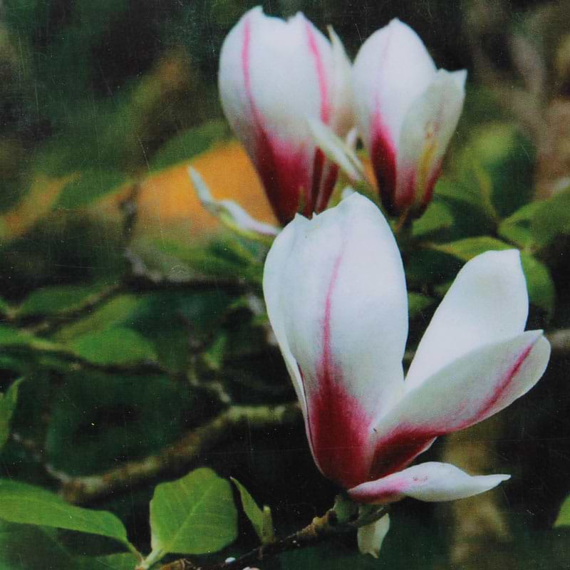 Magnolia Sundew