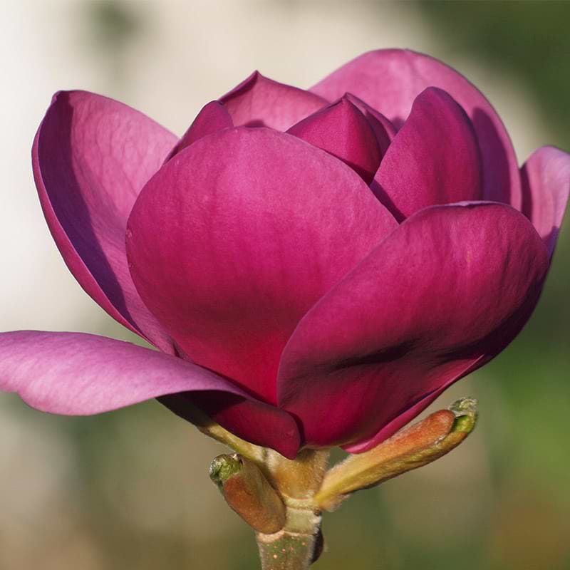 Magnolia (Magnolia 'Aphrodite') 80-120 cm