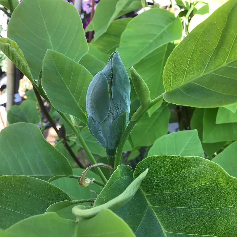 Magnolia baby blue