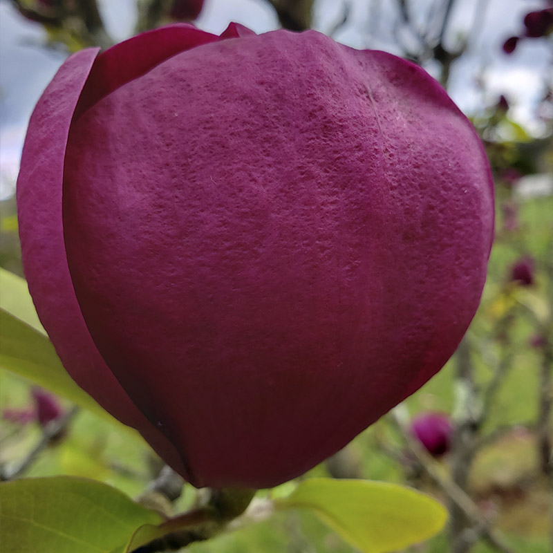 magnolia black tulip