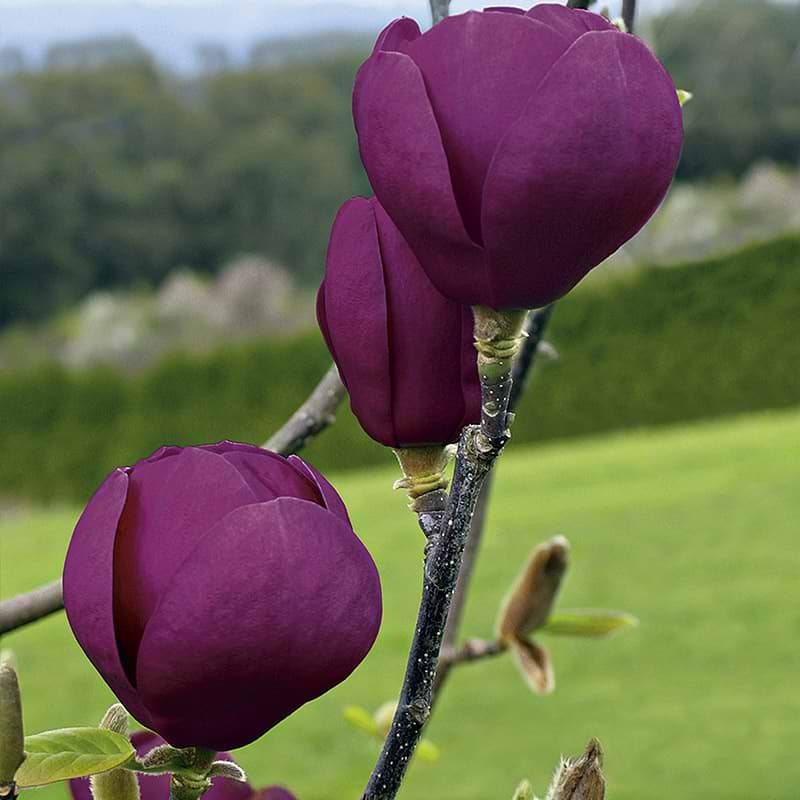 magnolia black tulip