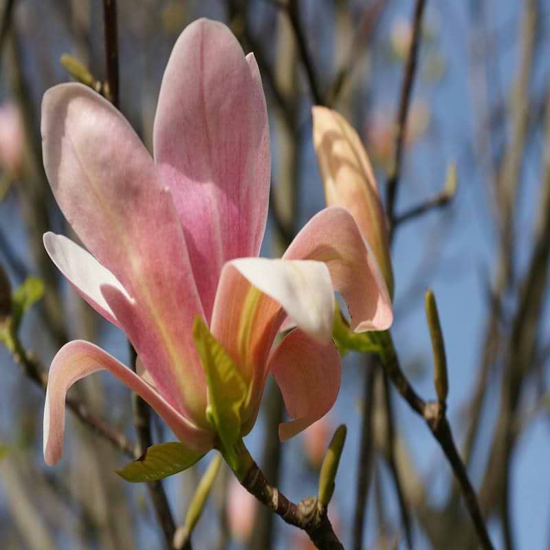 MAGNOLIA (MAGNOLIA 'CORAL LAKE') - Blomt