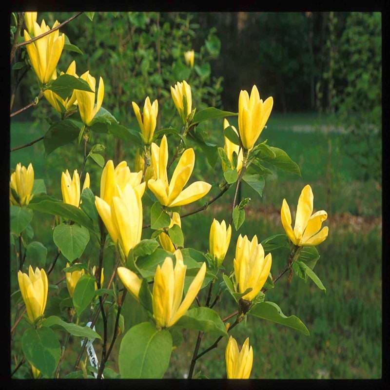 MAGNOLIA DAPHNE blomster