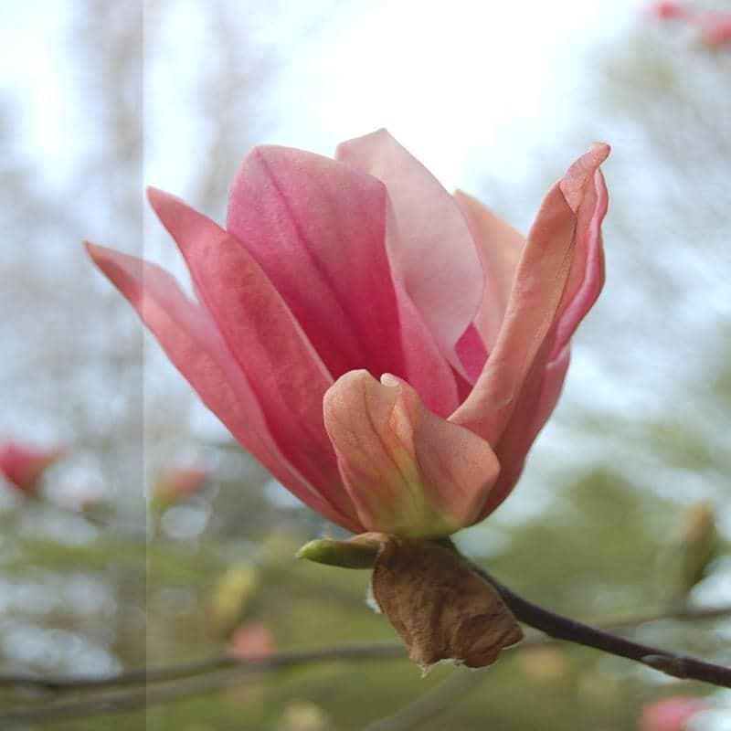 MAGNOLIA 'DAYBREAK' - Blomst