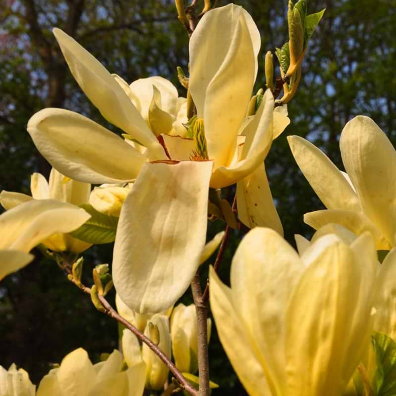gule blomster