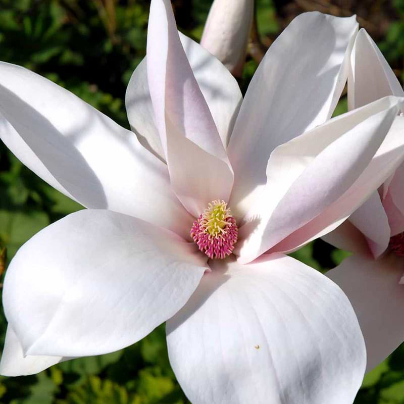 Magnolia Heaven Scent blomst
