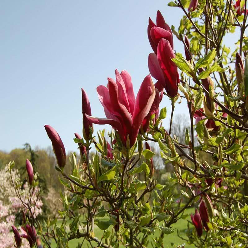 MAGNOLIA RØD (LILIIFLORA 'NIGRA') - Blomst