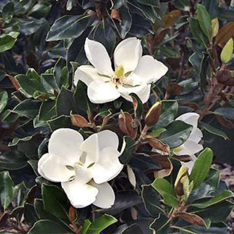 Magnolia Little Gem