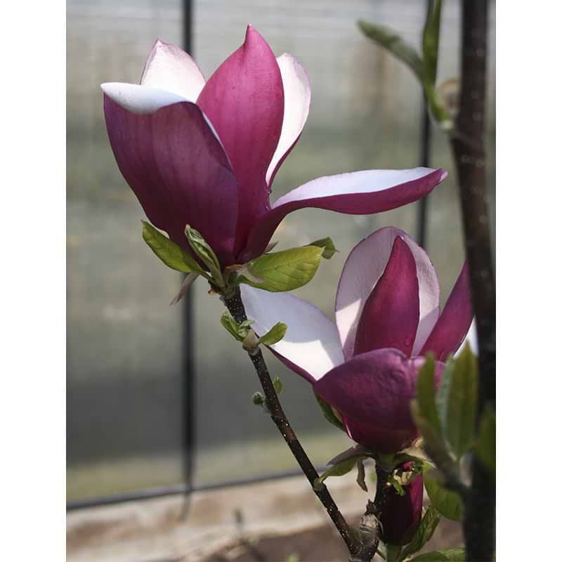Magnolia (Magnolia 'Old Port') - Flere varianter