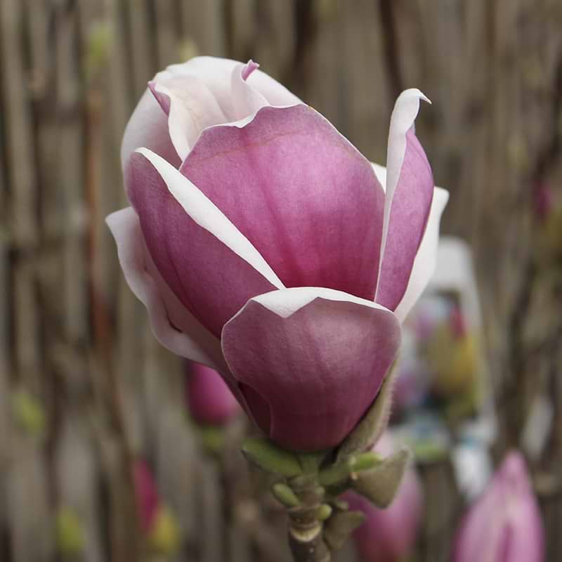 Magnolia Magnolia Satisfaction