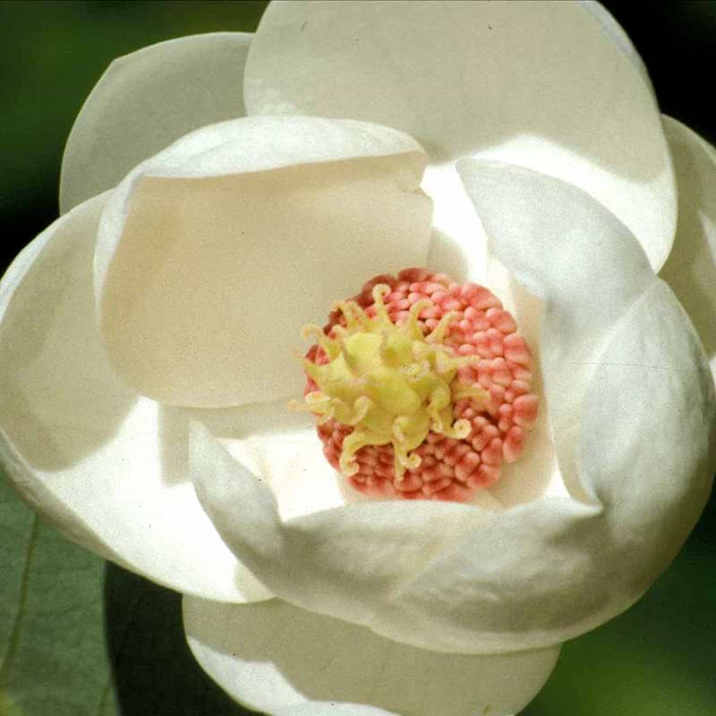 Åkande-Magnolia hvid