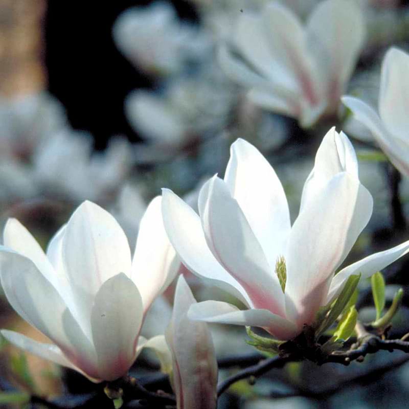 Magnolia Soulangeana i blomst