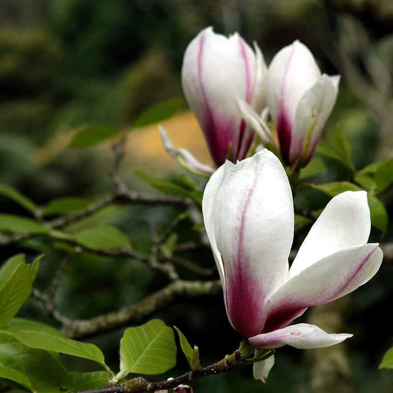 Magnolia Soulangeana