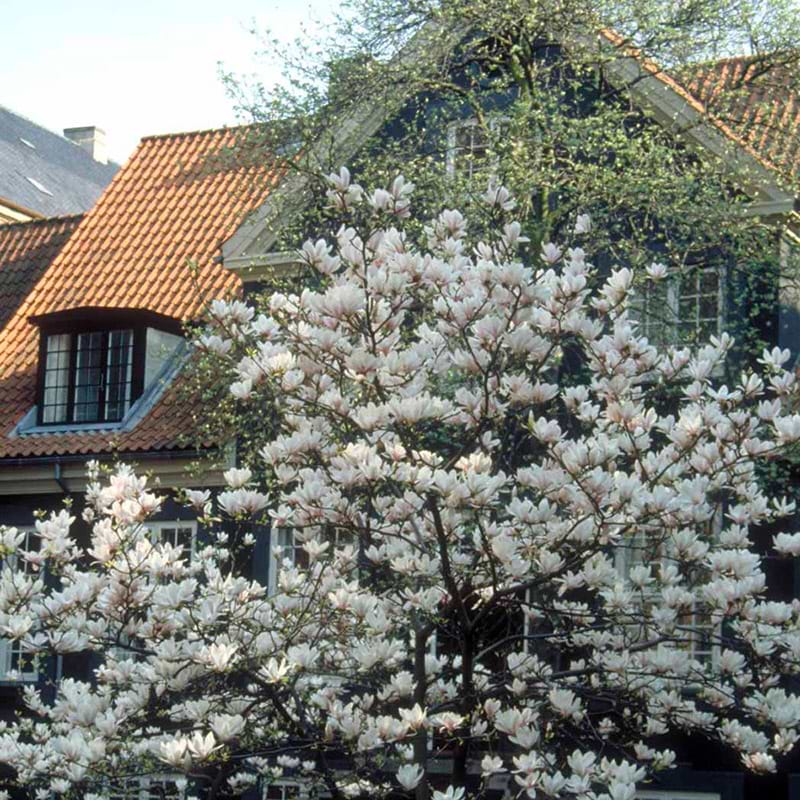 Magnolia Soulangeana træ