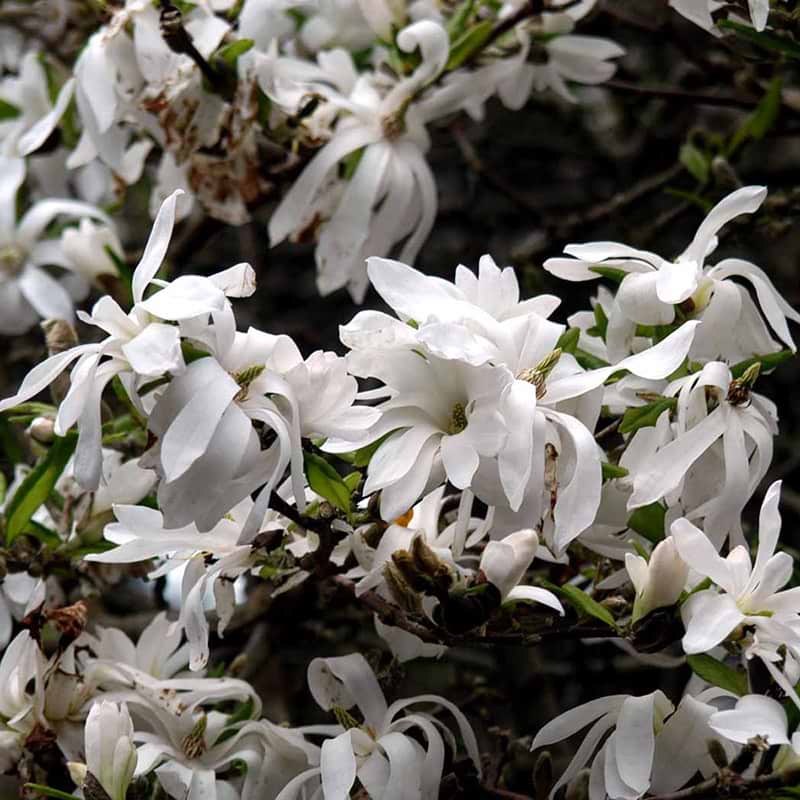 Magnolia Stellata i blomst