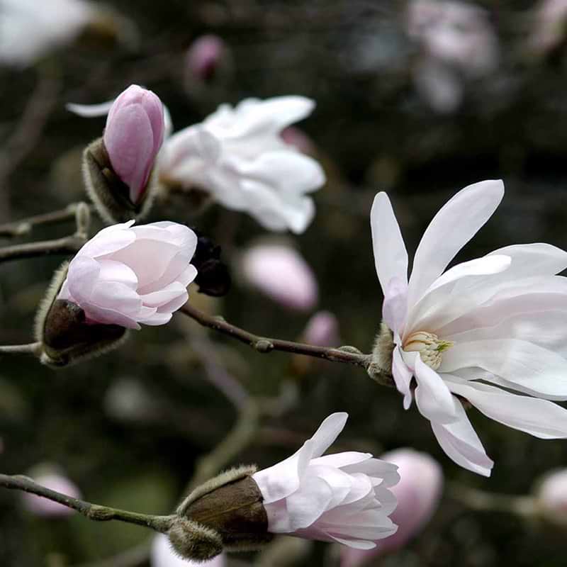 Magnolia rosea