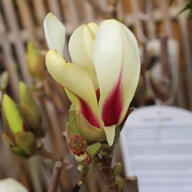 magnolia sunrise