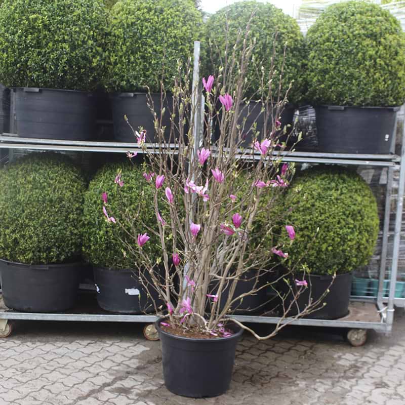 Magnolia susan