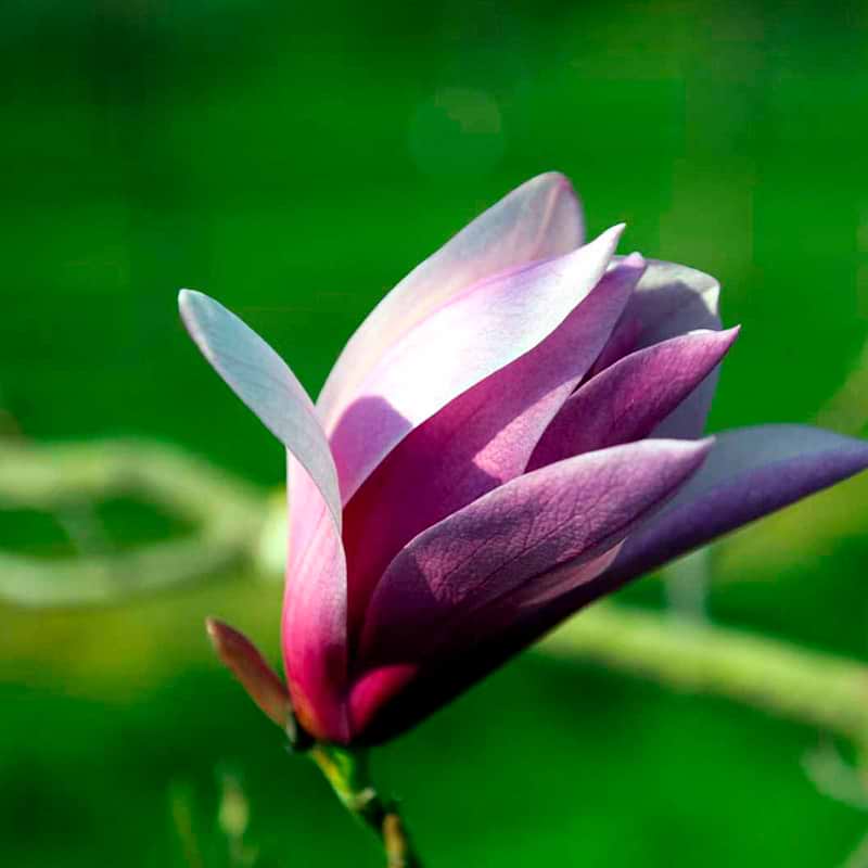 Lyserød magnolia